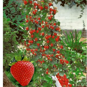 Klettererdbeere für den Garten